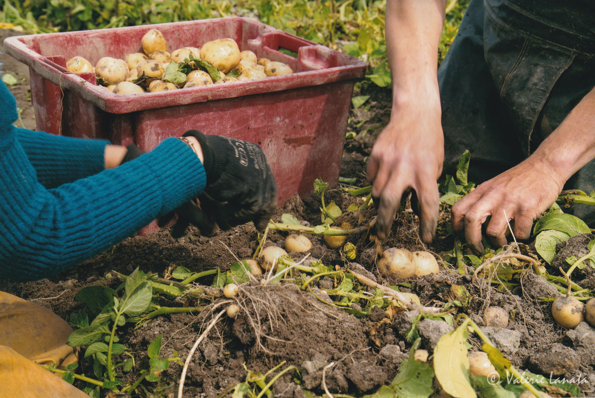 produits locaux et regionaux de noirmoutier